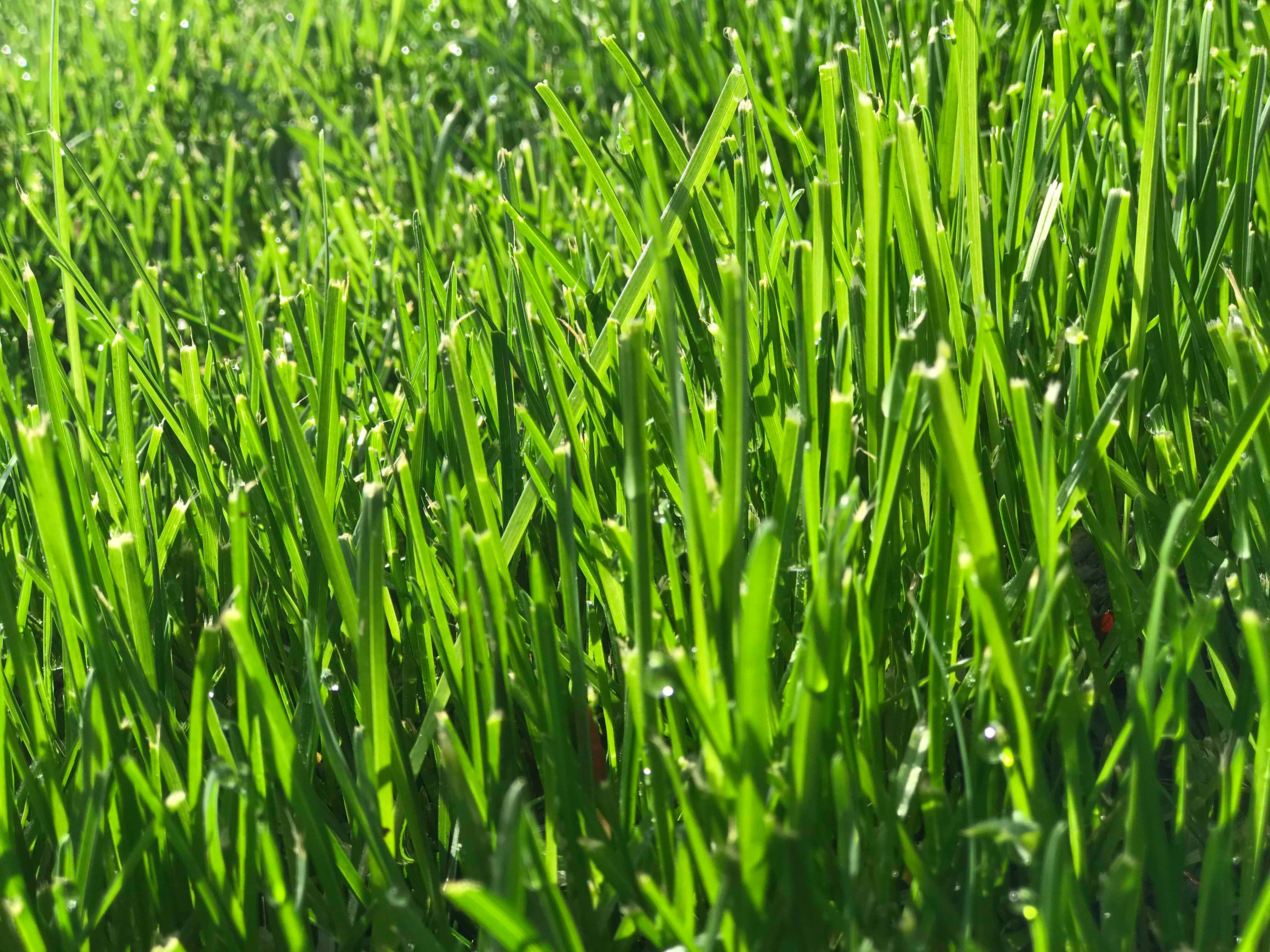 61351639_2131061150524345_5717658634226237440_n